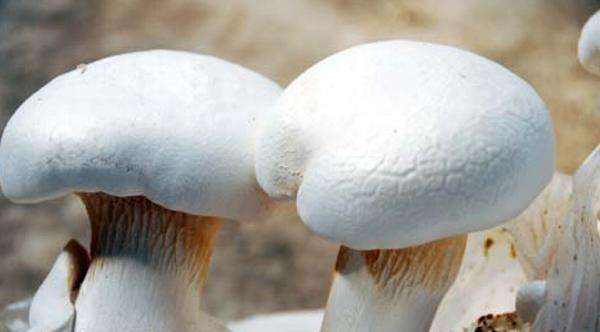 阿魏菇的貯藏保鮮技術